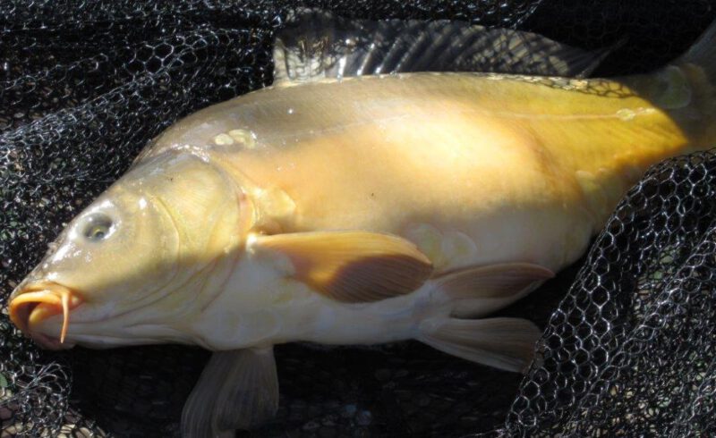 Große gefangene Fische